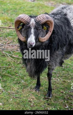 Photo d'un mouton noir avec des cornes à l'extérieur Banque D'Images