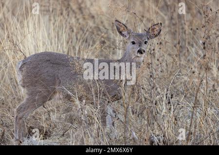 Doe Coues Whitetial Deer dans les Chiricahua Mountians Arizona Banque D'Images