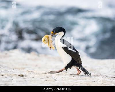 Colonie impériale de cormorans sur l'île de la carcasse dans les Malouines Banque D'Images