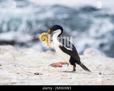 Colonie impériale de cormorans sur l'île de la carcasse dans les Malouines Banque D'Images