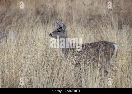 Doe Coues Whitetial Deer dans les Chiricahua Mountians Arizona Banque D'Images