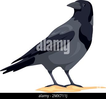 Crow debout. Oiseau de plumes noir. Faune sauvage isolée sur fond blanc Illustration de Vecteur