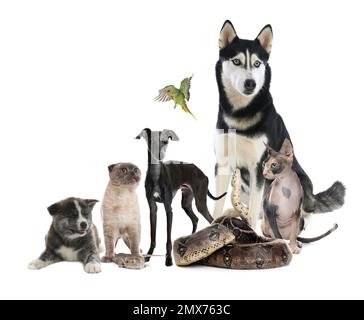 Groupe d'animaux de compagnie différents sur fond blanc Banque D'Images