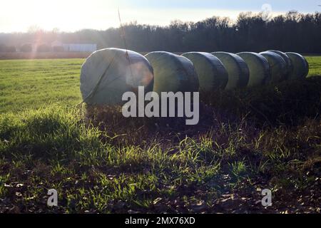 Couvrir les balles de foin par le bord d'un champ au coucher du soleil Banque D'Images