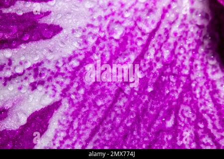 Abstraction arrière-plan de macro florale. De l'eau coule de près sur une fleur rose-violette. Mise au point sélective sur les gouttes d'eau. Banque D'Images