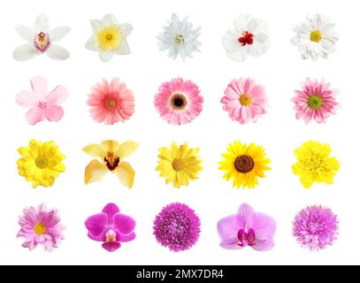 Ensemble de belles fleurs sur fond blanc Banque D'Images