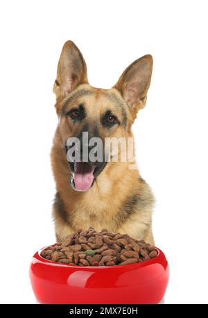 Joli berger allemand et bol de repas sur fond blanc Banque D'Images