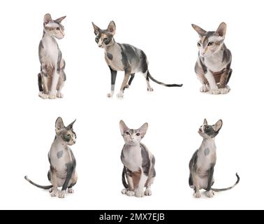 Collage du beau chat Sphynx sur fond blanc. Animal de compagnie charmant Banque D'Images