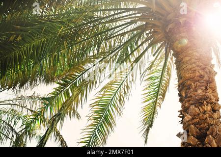 Magnifique palmier tropical à l'extérieur par beau temps Banque D'Images