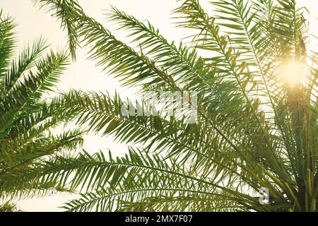 Magnifiques palmiers tropicaux en plein air par beau soleil Banque D'Images