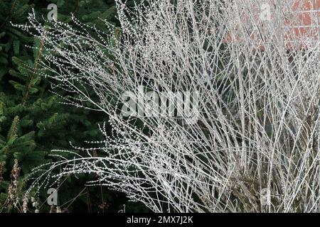 Sauge russe, Perovskia atriplicifolia, hiver, avarié, tiges, Salvia yangii, tiges plantent du Perovskia en hiver Banque D'Images