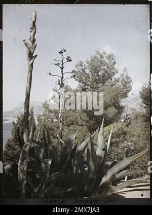 Cap Martin , France , 1921 Cap Martin, Italie, Cap Martin - Auguste Léon (fév. -Avril) Banque D'Images