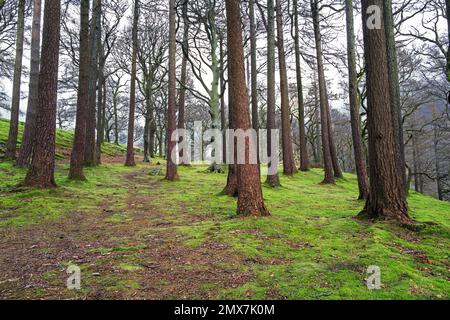 Le Parc Bach (Little Park) de Llanberis, au pays de Galles, est une partie encore en vie d'un jardin gallois, royal, médiéval près de l'Hôtel Royal Victoria. Banque D'Images