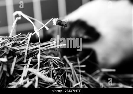 Timothy foin pile dans une cage avec un cobaye flou manger en arrière-plan. Banque D'Images