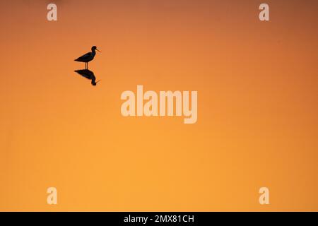 Silhouette d'oiseau de Recurvirostra avosetta se reflétant dans l'eau sur fond orange au coucher du soleil Banque D'Images