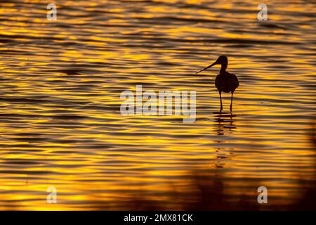Silhouette d'oiseau de Recurvirostra avosetta se reflétant dans l'eau sur fond orange au coucher du soleil Banque D'Images
