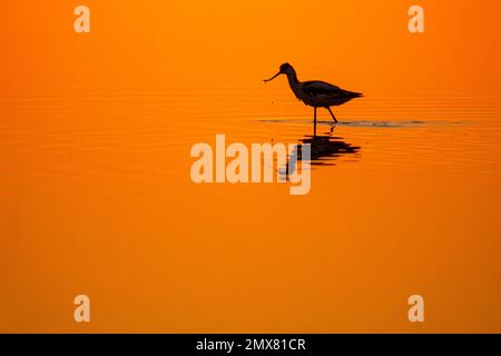 Silhouette d'oiseau de Recurvirostra avosetta se reflétant dans l'eau sur fond orange au coucher du soleil Banque D'Images