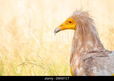 Oiseau prédateur sauvage de Neophron percnopterus avec plumage brun et bec jaune debout dans un champ herbacé Banque D'Images