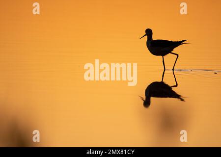 Silhouette d'oiseau de Recurvirostra avosetta se reflétant dans l'eau sur fond orange au coucher du soleil Banque D'Images