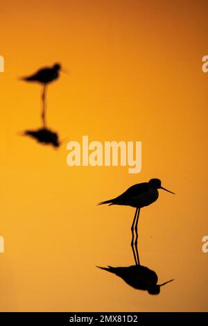 Silhouette d'oiseau de Recurvirostra avosetta se reflétant dans l'eau sur fond orange au coucher du soleil Banque D'Images