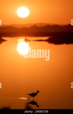 Silhouette d'oiseau de Recurvirostra avosetta se reflétant dans l'eau sur fond orange au coucher du soleil Banque D'Images