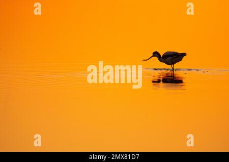 Silhouette d'oiseau de Recurvirostra avosetta se reflétant dans l'eau sur fond orange au coucher du soleil Banque D'Images