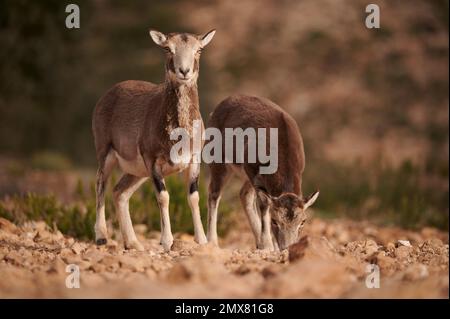 Troupeau de moutons mouflon paître dans les bois verts Banque D'Images