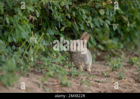 lapin bébé assis sur l'herbe devant une haie très mignon au royaume-uni en été Banque D'Images