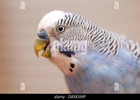 Un portrait en gros plan d'un budgerigar bleu Banque D'Images