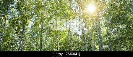 bosquet de bouleau en été, branches supérieures de l'arbre -- paysage d'été, bannière, panorama Banque D'Images