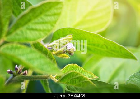 Plante de soja en fleurs gros plan sur le fond d'un champ agricole de soja dans les rayons du soleil. Arrière-plan avec espace pour le texte. Banque D'Images