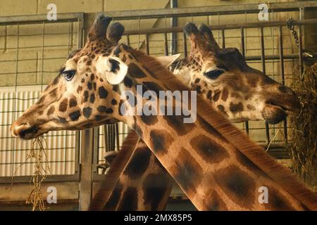 Winchester, Hampshire, Angleterre, Royaume-Uni, 2nd février 2023, Météo : couvert au zoo de Marwell où deux girafes partagent une station d'alimentation dans la chaleur de leur hangar. Crédit : Paul Biggins/Alamy Live News Banque D'Images