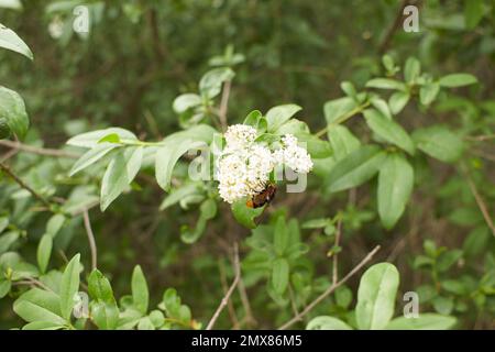 Les fleurs blanches de bois de chien font confiance dans le jardin. L'été et le printemps. Banque D'Images