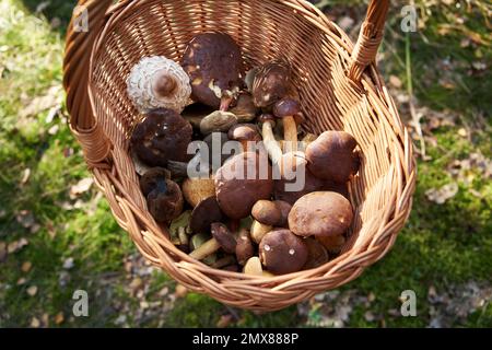 Panier en osier avec champignons sauvages comestibles frais dans la forêt Banque D'Images
