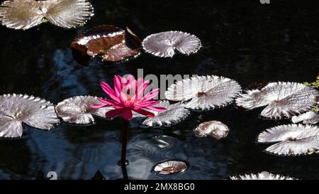 Nénuphars rouges dans l'eau avec des coussins de nénuphars blancs ou argentés Banque D'Images