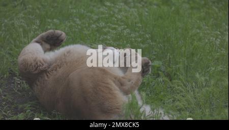 Magnifique Puma dans la forêt de printemps. Couguar américain - lion de montagne. Chat sauvage reposant sur l'herbe, scène dans les bois. Faune Amérique. Ralenti 120 Banque D'Images