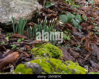 Fleurs de Snowdrop, Galanthus, en bouton. Banque D'Images