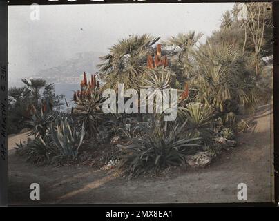 Cap Martin , France , 1921 Cap Martin, Italie, Cap Martin - Auguste Léon (fév. -Avril) Banque D'Images