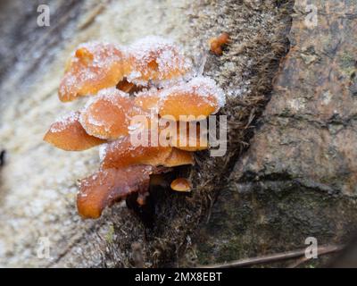 Flammulina velutipes, le champignon de la queue de velours, photographié un matin givré. Banque D'Images