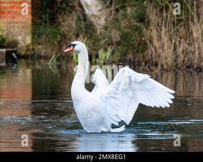 Un cygne muet, Cygnus olor, sur un lac à ailes ouvertes. Banque D'Images