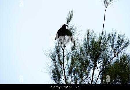 Un Corbeau commun australien (Corvus corax) perçant sur la branche d'un arbre à Sydney, Nouvelle-Galles du Sud, Australie (photo de Tara Chand Malhotra) Banque D'Images