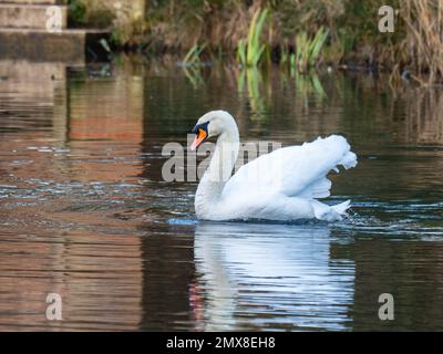 Un cygne muet, Cygnus olor, sur un lac à ailes ouvertes. Banque D'Images