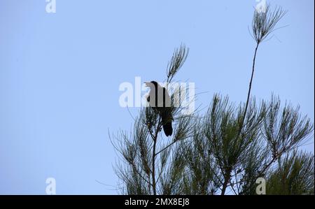 Un Corbeau commun australien (Corvus corax) trouve de la nourriture à Sydney, en Nouvelle-Galles du Sud, en Australie (photo de Tara Chand Malhotra) Banque D'Images