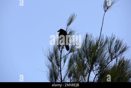 Un Corbeau commun australien (Corvus corax) trouve de la nourriture à Sydney, en Nouvelle-Galles du Sud, en Australie (photo de Tara Chand Malhotra) Banque D'Images