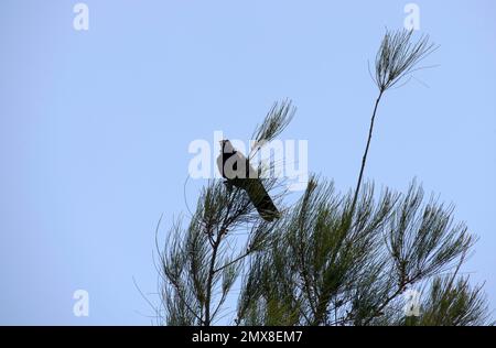 Un Corbeau commun australien (Corvus corax) trouve de la nourriture à Sydney, en Nouvelle-Galles du Sud, en Australie (photo de Tara Chand Malhotra) Banque D'Images