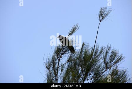 Un Corbeau commun australien (Corvus corax) trouve de la nourriture à Sydney, en Nouvelle-Galles du Sud, en Australie (photo de Tara Chand Malhotra) Banque D'Images