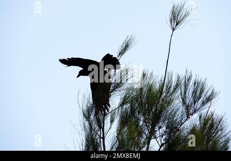 Un Corbeau commun australien (Corvus corax) s'envolant d'un arbre à Sydney, Nouvelle-Galles du Sud, Australie (photo de Tara Chand Malhotra) Banque D'Images