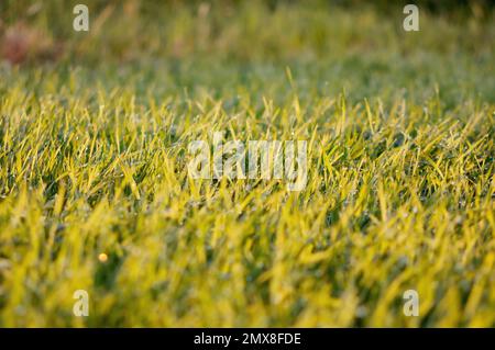 Pelouse du matin avec de grandes gouttes de rosée dans les rayons chauds du soleil. Jeunes pousses de blé. Mise au point sélective Banque D'Images