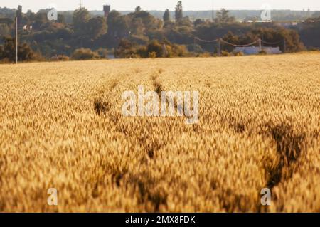 Un champ jaune de blé mûr dans les rayons du soleil couchant. Un sentier à travers un champ de céréales rural. Chaleur d'été dans le village. Banque D'Images