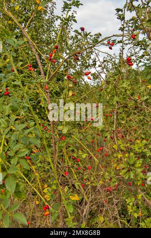 Un arbre avec beaucoup de hanches roses attendant d'être cueilli. Une excellente marmelade en est faite. Banque D'Images